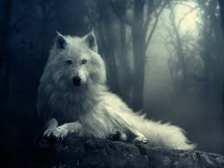cute wolf