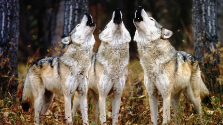three wolves